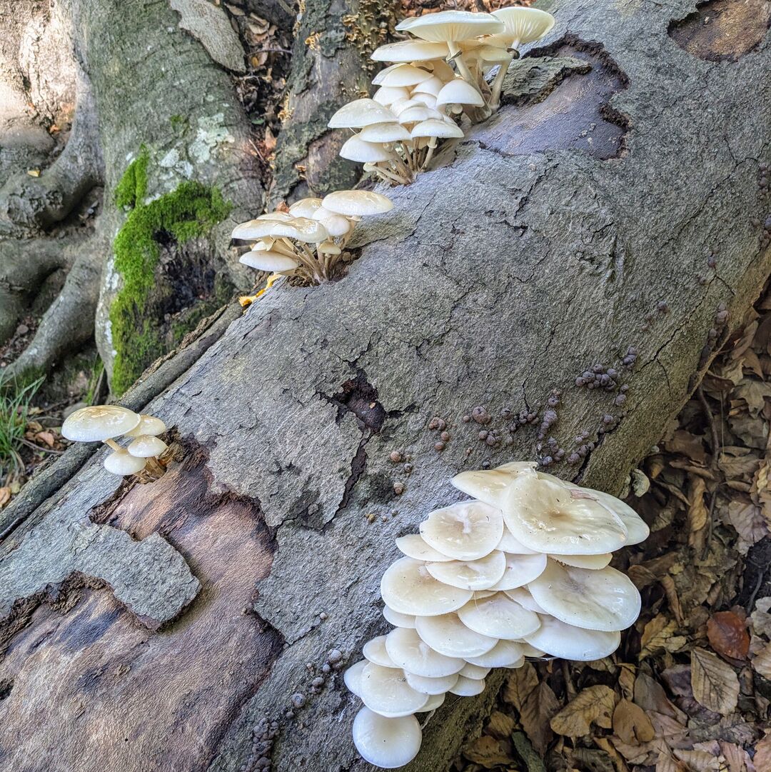 Pilzbewuchs auf totem Baum.