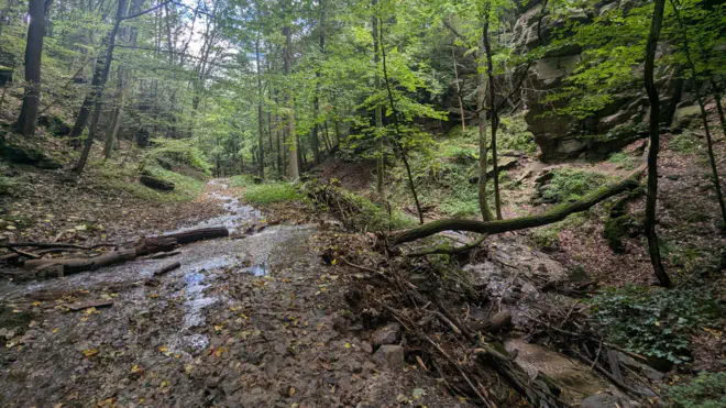 Matschiger, feuchter Römerweg bei Hofarnsdorf im Dunkelsteinerwald