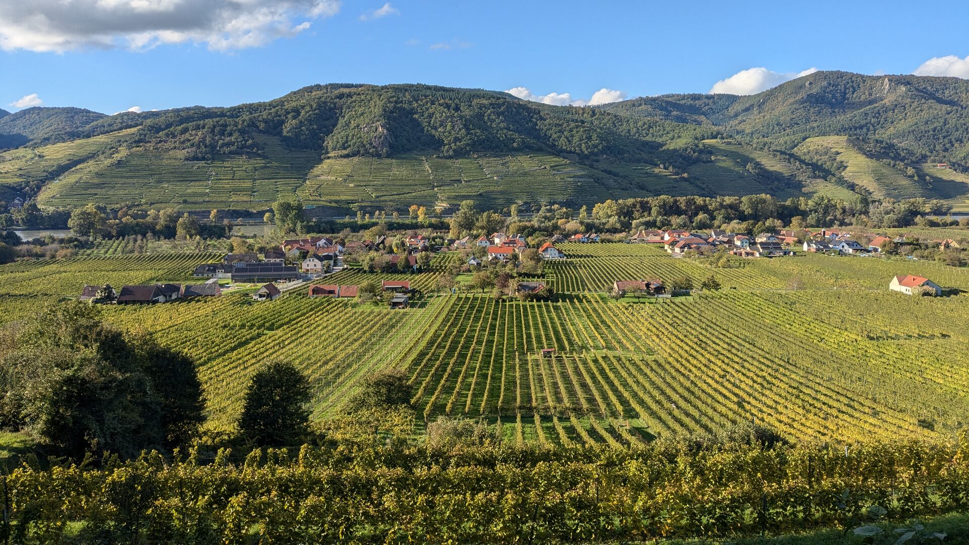 Herbstliche Weingärten um Rührsdorf.