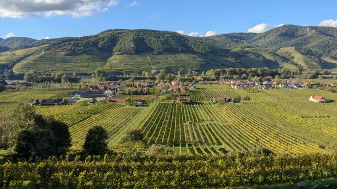 Herbstliche Weingärten um Rührsdorf.