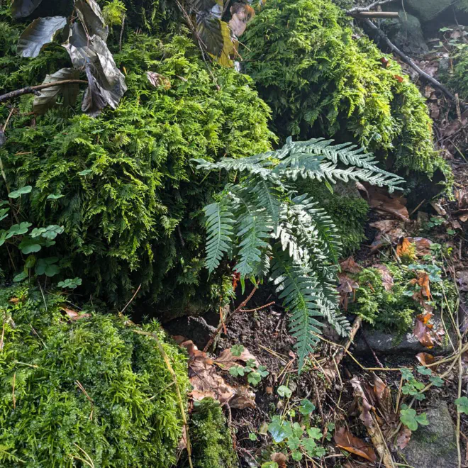 Tüpfelfarn und Moss.