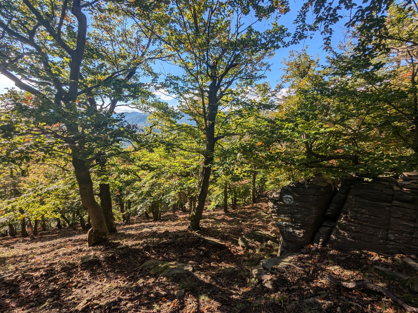 Herbstlicher Waldweg mit Stein der das Zeichen des Welterbesteiges trägt.