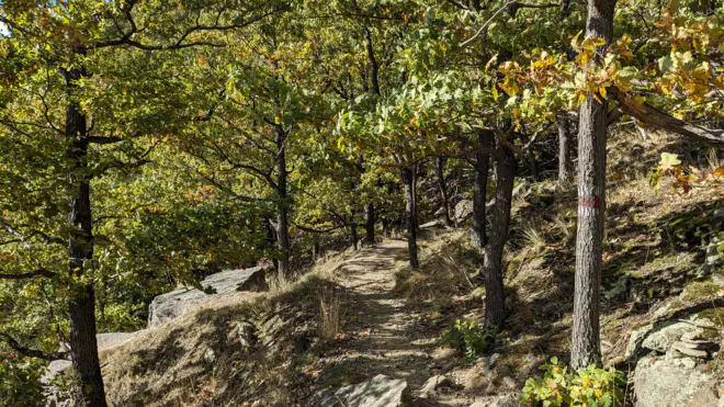 Herbstlicher Laubmischwald beim Abstieg nach Spitz. Wunderbar zu Laufen.