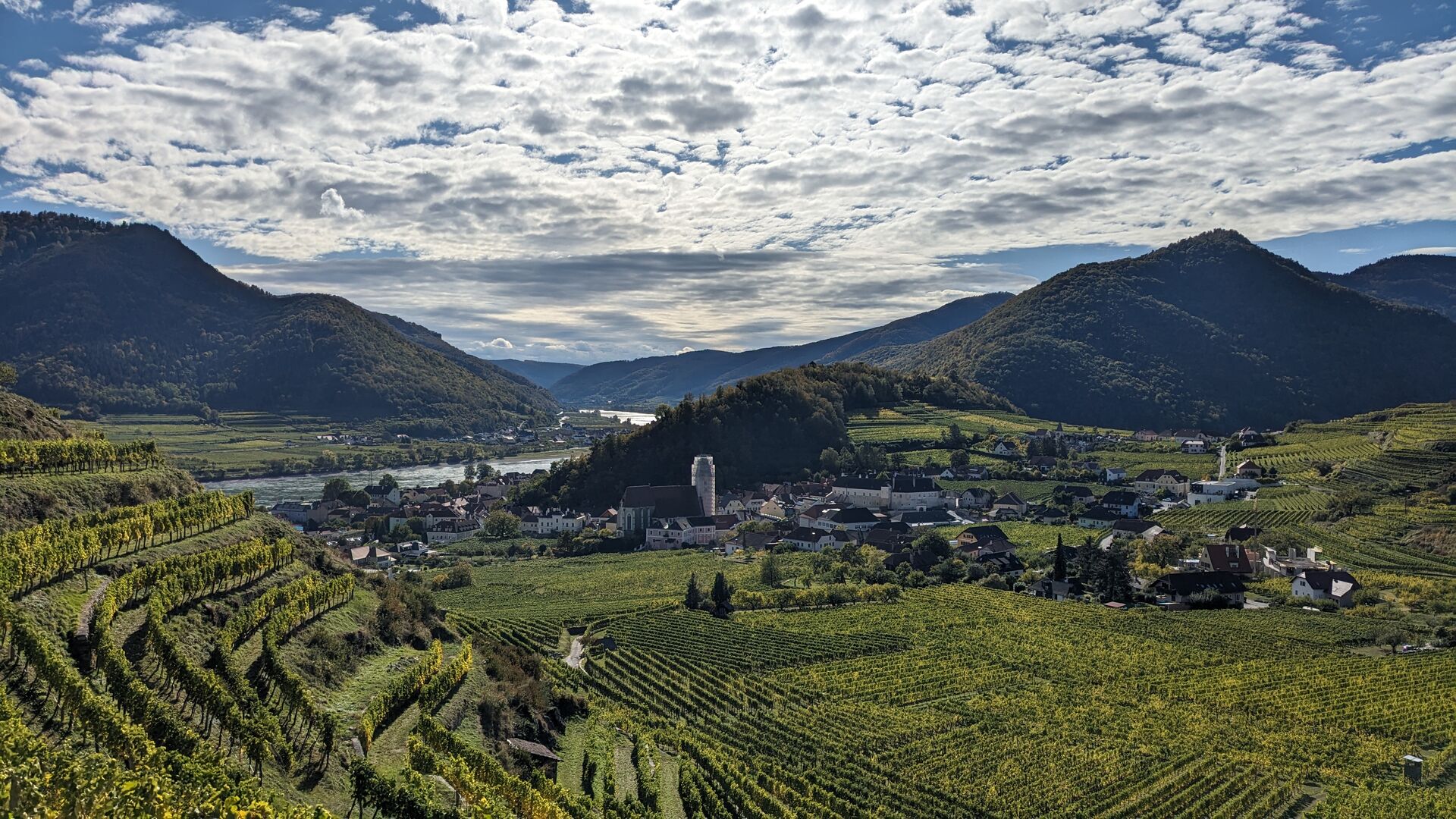 Weingärten um Spitz an der Donau. Der Kirchturm wird noch renoviert.