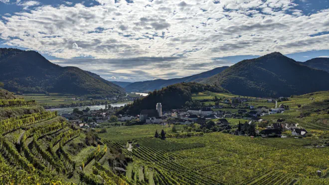 Weingärten um Spitz an der Donau. Der Kirchturm wird noch renoviert.