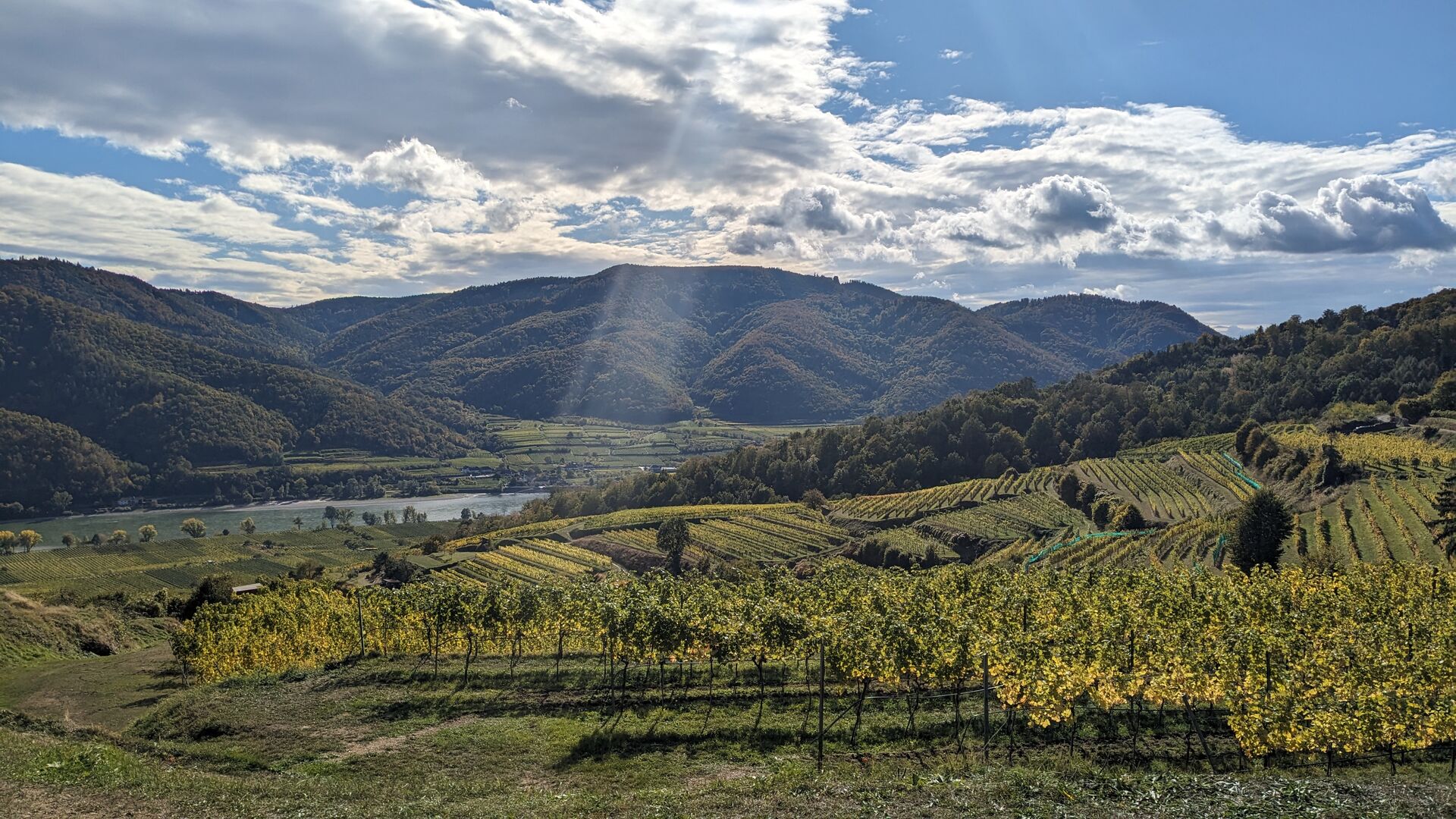 Sonnenstrahlen lassen die Weingärten herbstlich strahlen.