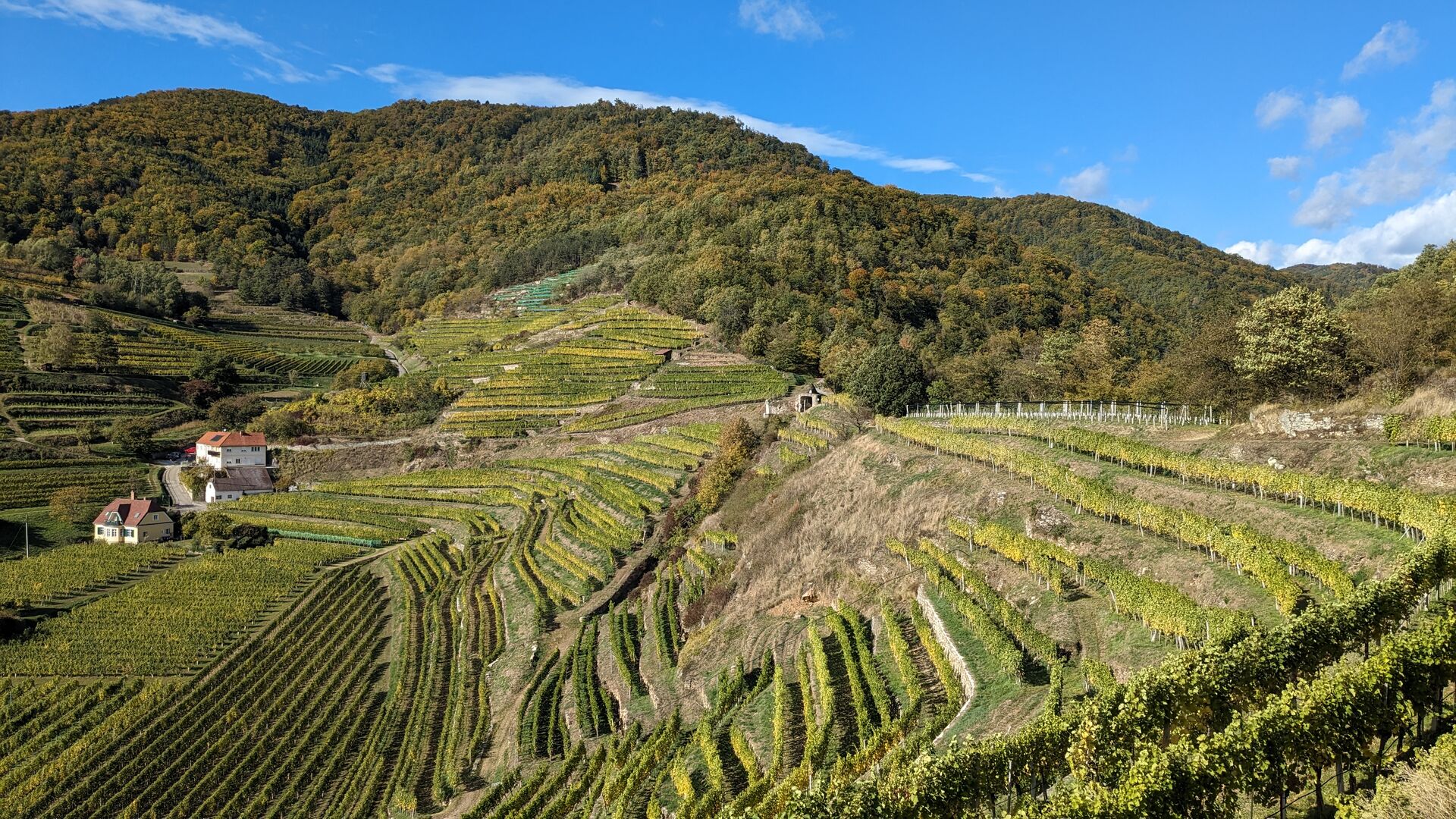 Prachtvolle Weinberge um das Rote Tor in Spitz an der Donau
