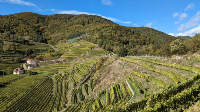 Prachtvolle Weinberge um das Rote Tor in Spitz an der Donau
