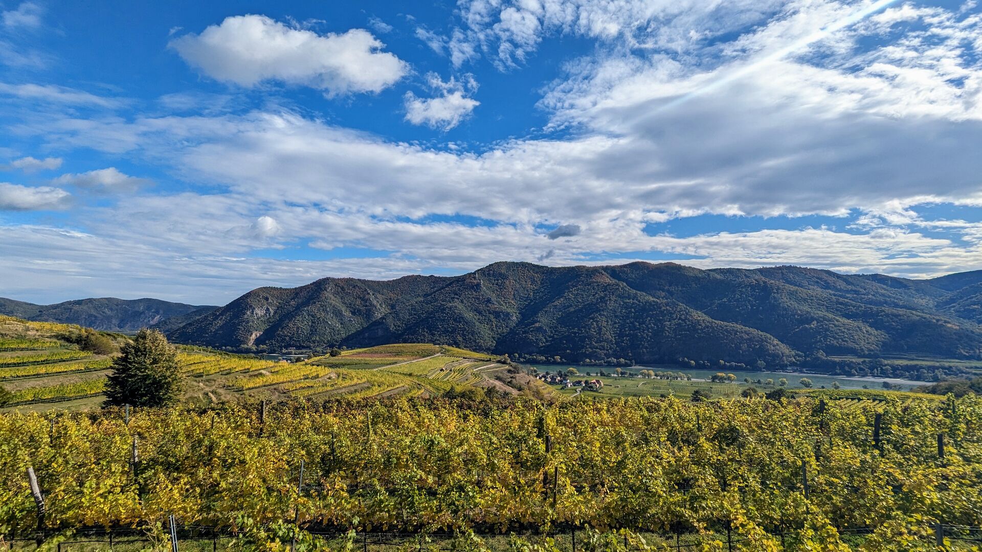 Grün-gelbes Farbenspiel der Weinreben in den Weinbergen der Wachau