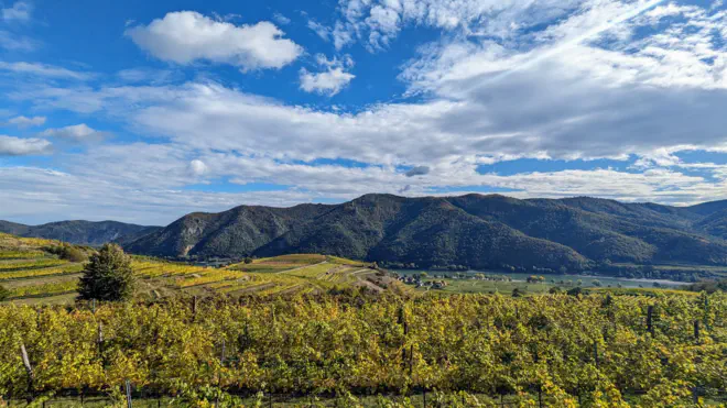 Grün-gelbes Farbenspiel der Weinreben in den Weinbergen der Wachau