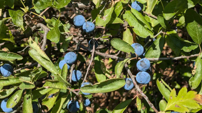 Blaue Früchte der Schlehe.