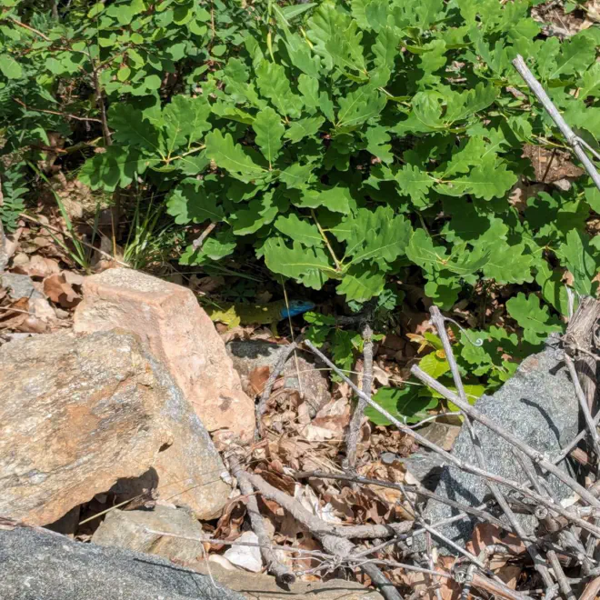 Männliche Smaragdeidechse versteckt sich im Schatten unter Busch und Laub. Blauer Hals ist deutlich zu sehen.