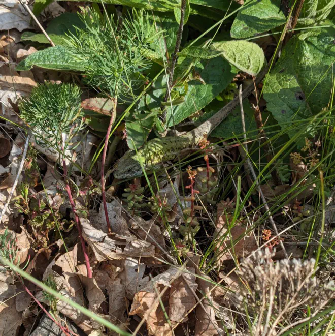 Weibliche Smaragdeidechse sonnt sich im Gras.