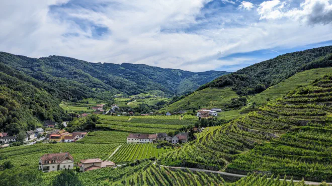 Weinhänge des Spitzer Graben bei Laaben. Grüne Weinreben.