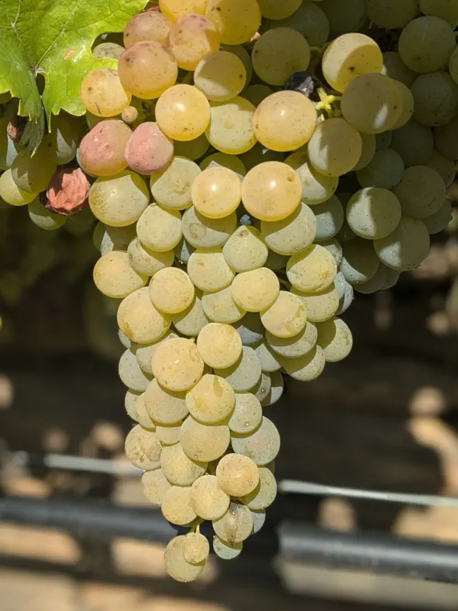 Weinrebe im Spitzer Graben in der Wachau.