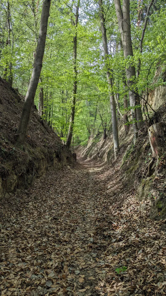 Waldweg im Frühling bei Aggsbach Markt.