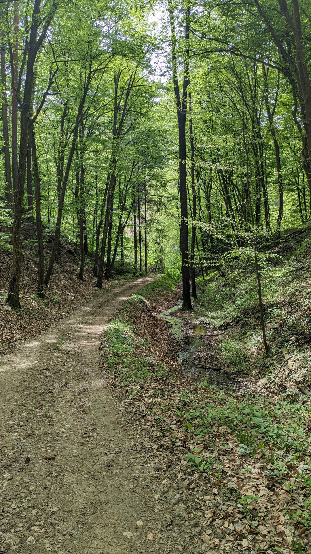 Waldweg bei Zintring.
