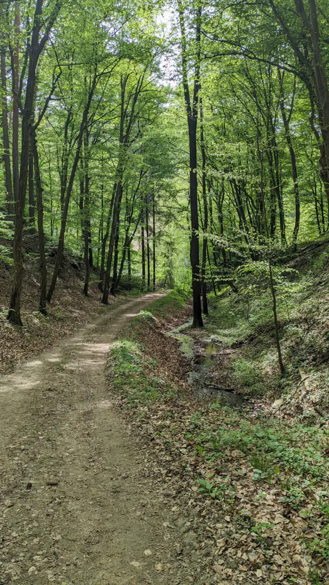 Waldweg bei Zintring.