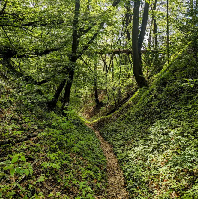 Trampelpfad im Wald zum Schloss Luberegg.