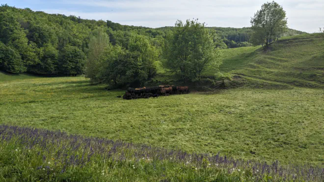 Herd of cattle on a meadow in the Wachau.